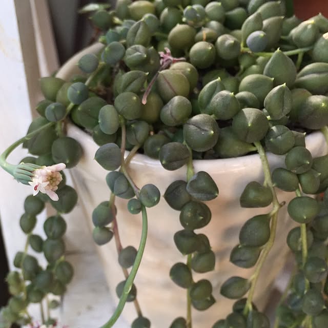 purikoさんの実例写真