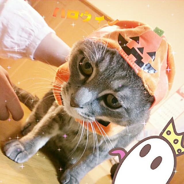 oyumiさんの実例写真