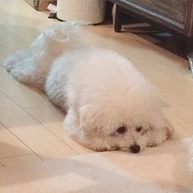 happy_bridgeさんの実例写真
