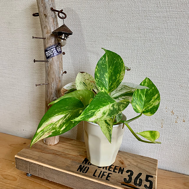 yomogichanさんの実例写真