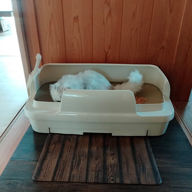 makaronさんの部屋