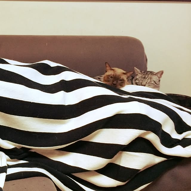shienaさんの実例写真
