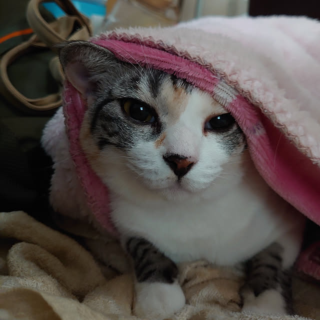 shinobuさんの実例写真