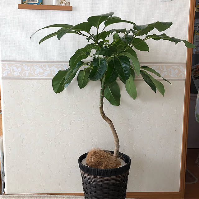 reonさんの実例写真