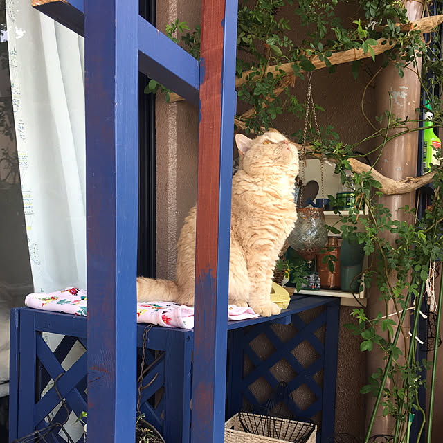 naokoさんの部屋