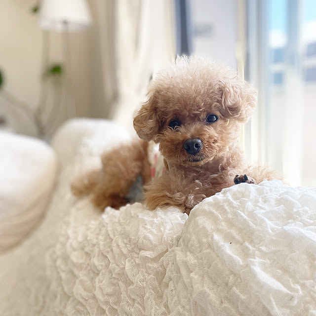 chocolatさんの実例写真