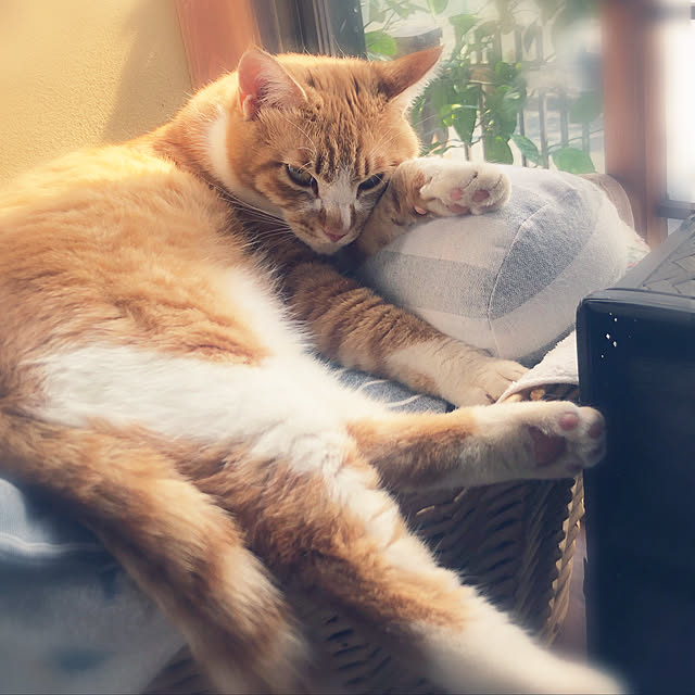 rikoさんの実例写真