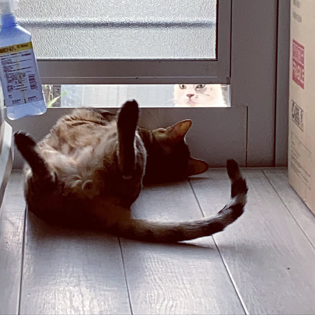 iranさんの実例写真