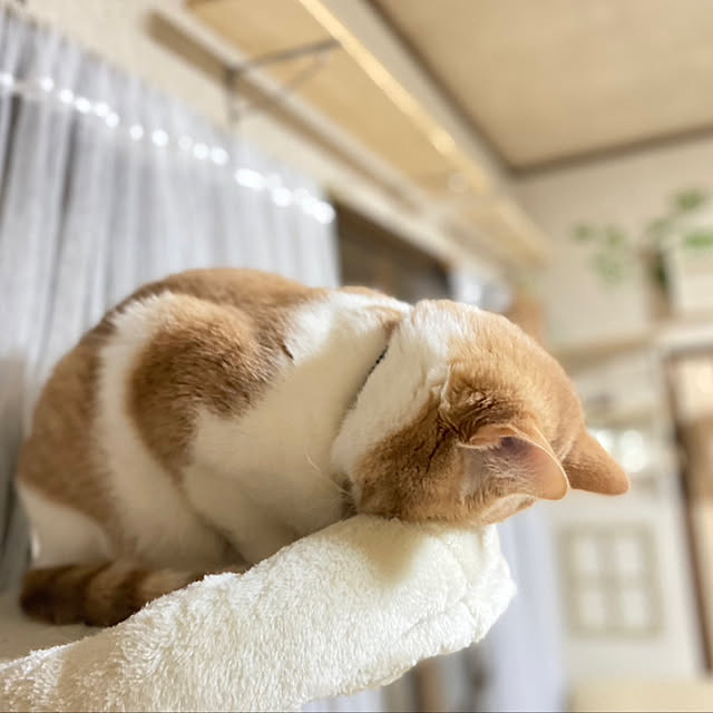 mintteaさんの実例写真