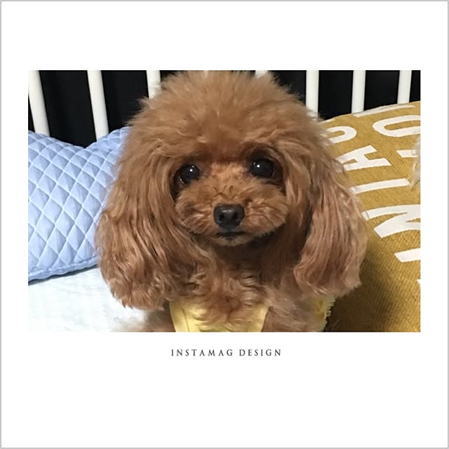 pinさんの実例写真