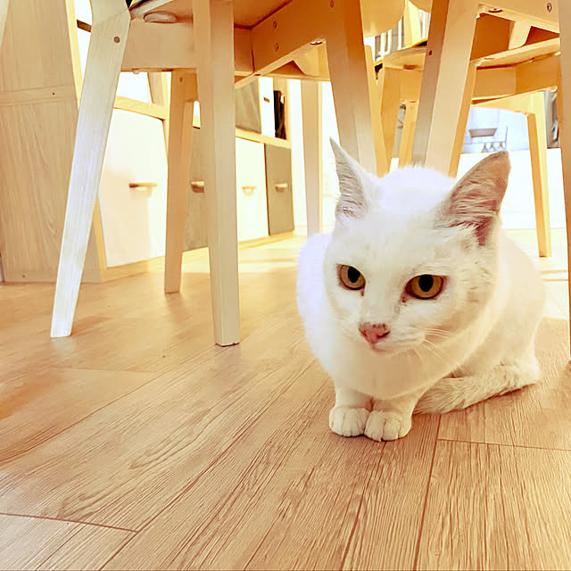Maiさんの実例写真