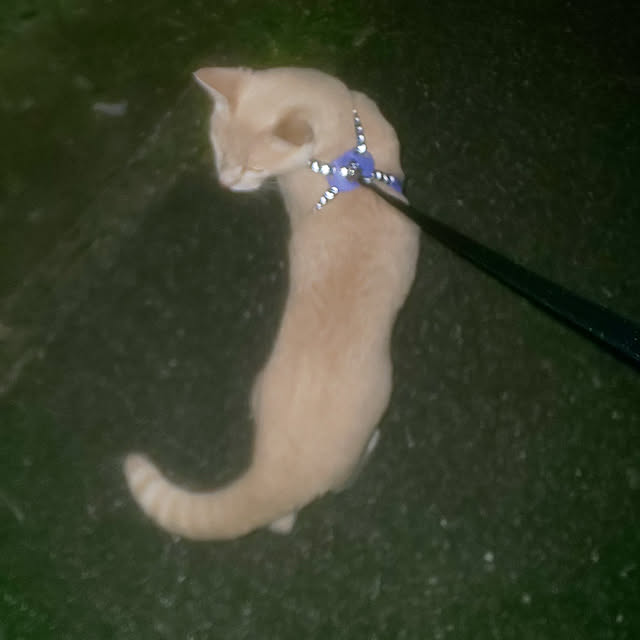 玄関/入り口/ねこと暮らすのインテリア実例 - 2021-08-06 23:48:51