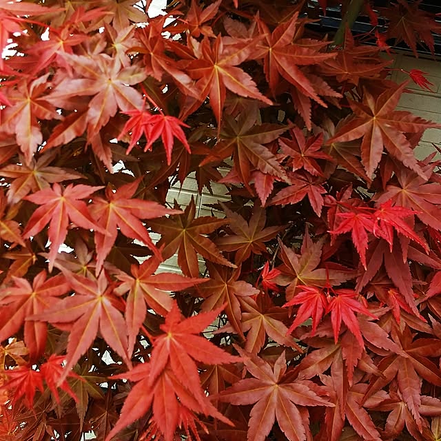 hanano087さんの部屋