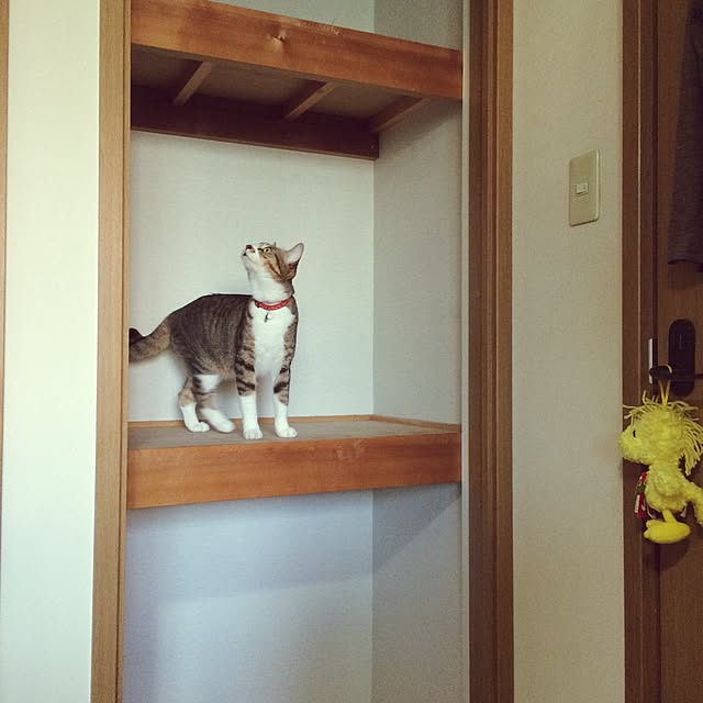 nekoさんの実例写真