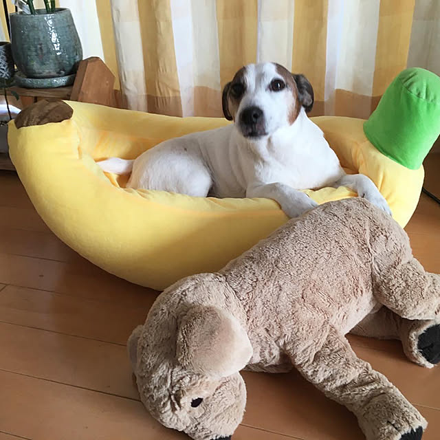 chippa8さんの実例写真