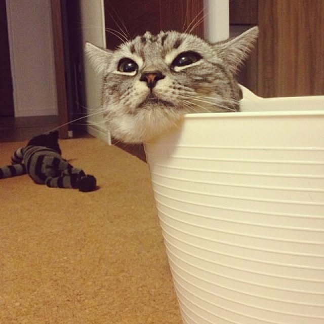 mikomaruさんの実例写真