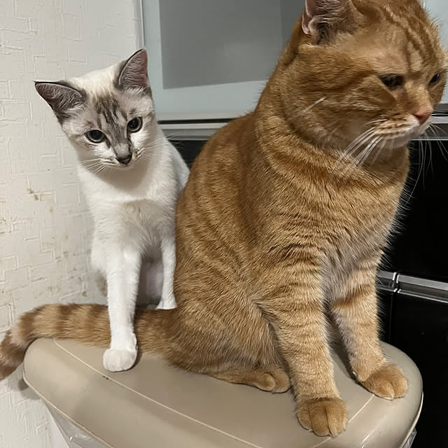 nekoさんの実例写真