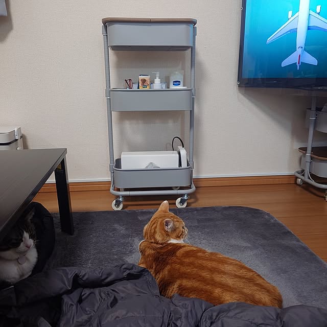 noguriさんの部屋