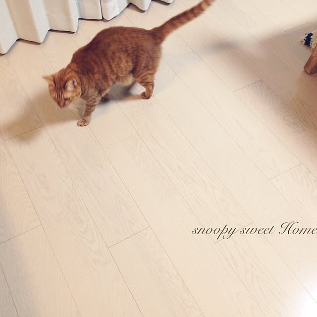 snoopyさんの実例写真