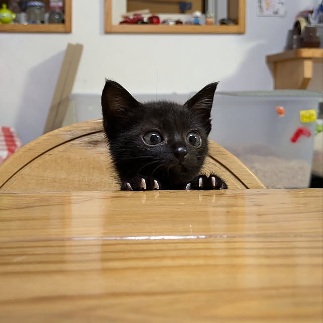 MyuRuuさんの実例写真