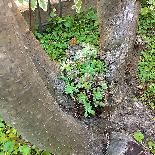 haruminさんの実例写真