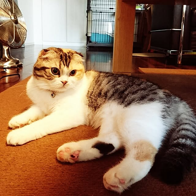 Sachiさんの実例写真