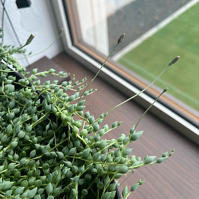 多肉植物のある暮らし/多肉植物/グリーンネックレスのある暮らし/グリーンネックレスの花/グリネ...などのインテリア実例 - 2022-10-24 19:50:43