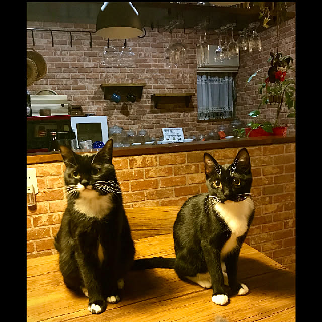 butachanさんの実例写真