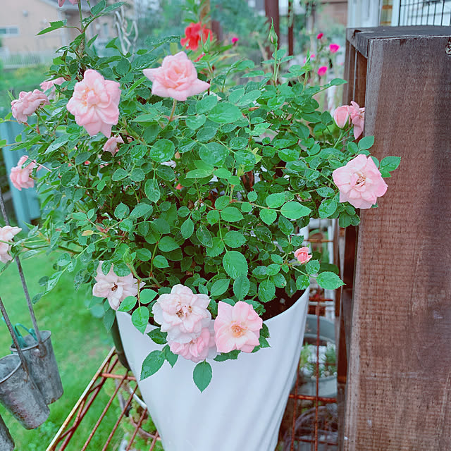 maymamさんの実例写真