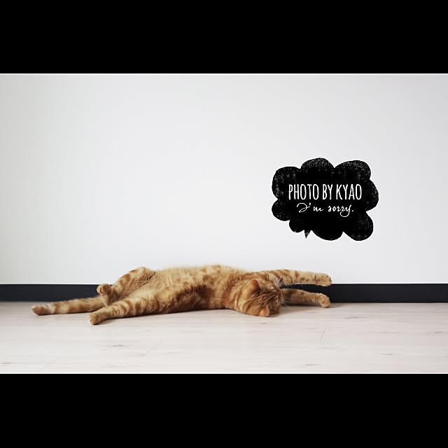 ベッド周り/ねこ部/インテリアじゃなくてごめんなさいのインテリア実例 - 2014-11-28 23:05:24