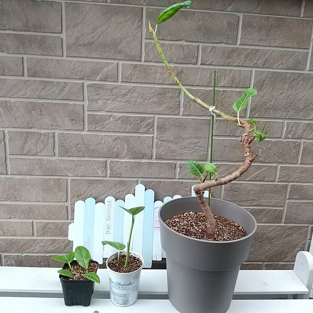 meiさんの実例写真