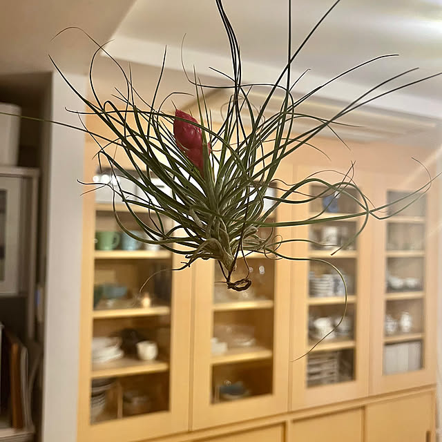 Appleさんの実例写真