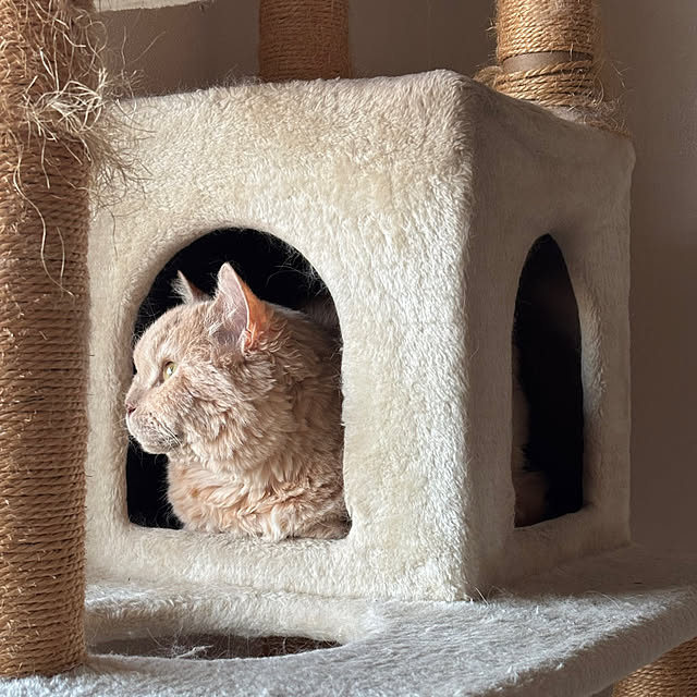 naokoさんの実例写真