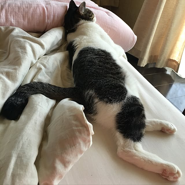 Shihoさんの実例写真