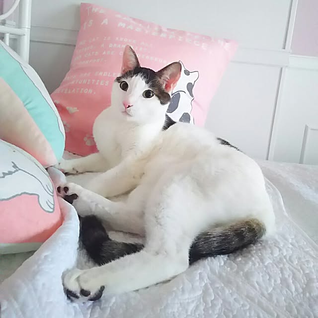 sakuraさんの実例写真
