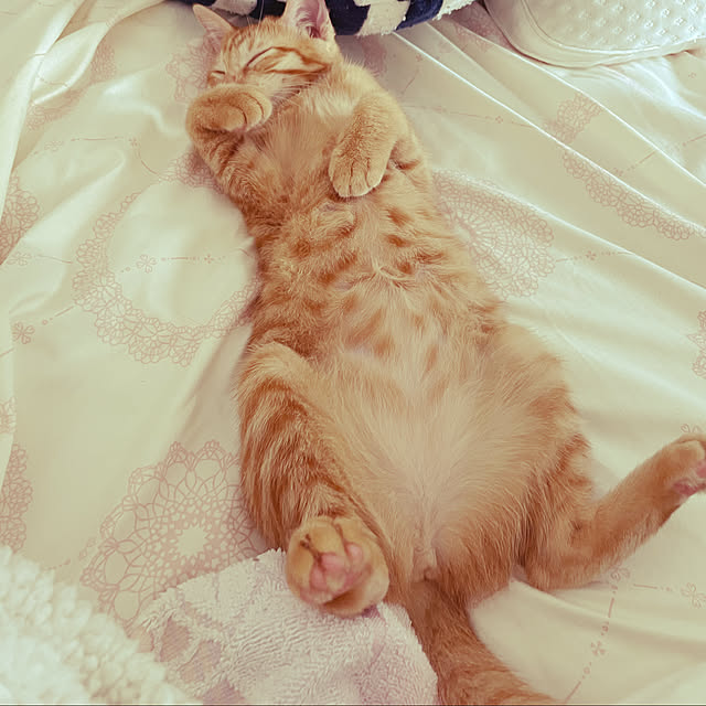 Pisaさんの実例写真