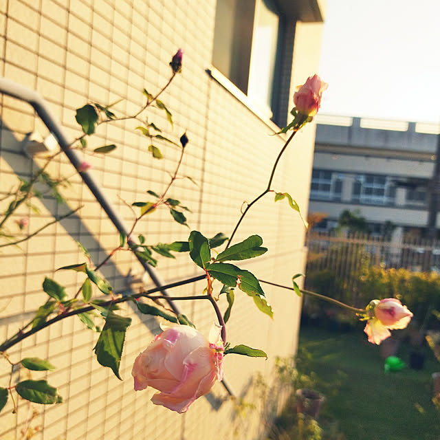 hiromimiさんの実例写真