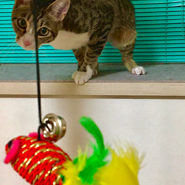 nobikoさんの実例写真