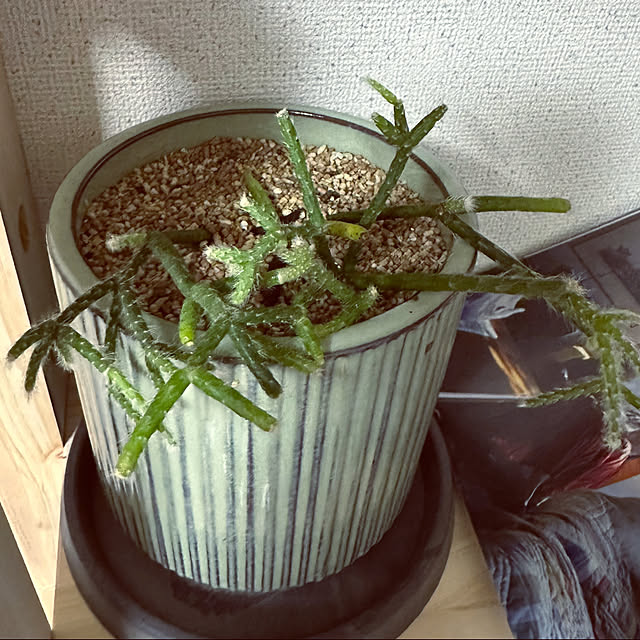 fujimachiさんの部屋