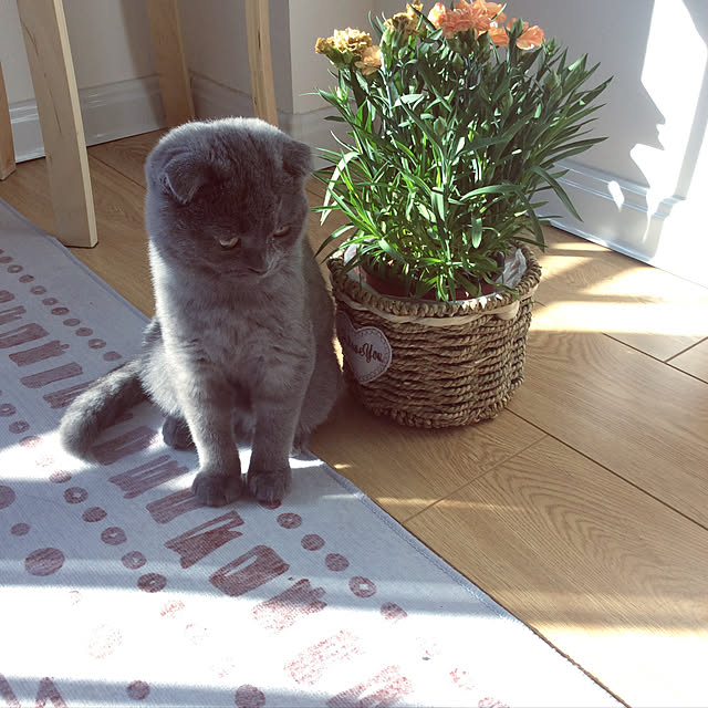 fannylf1103さんの実例写真