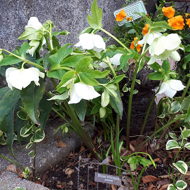 min_nimさんの実例写真