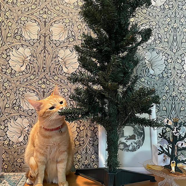 okogeさんの部屋