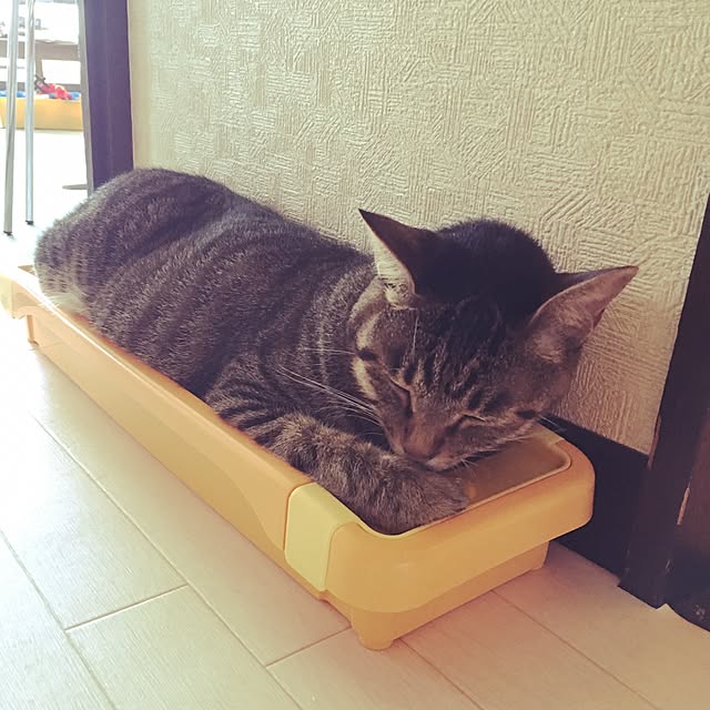 shigimiさんの実例写真