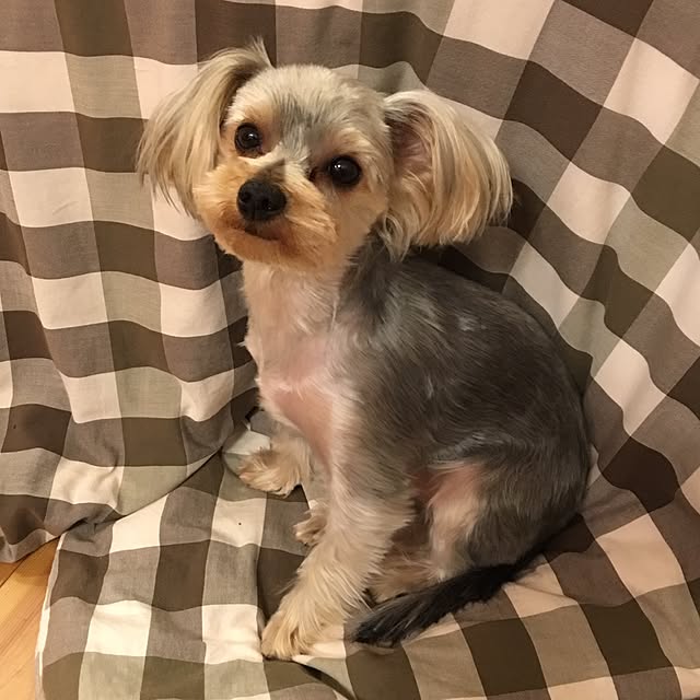 misacoさんの実例写真