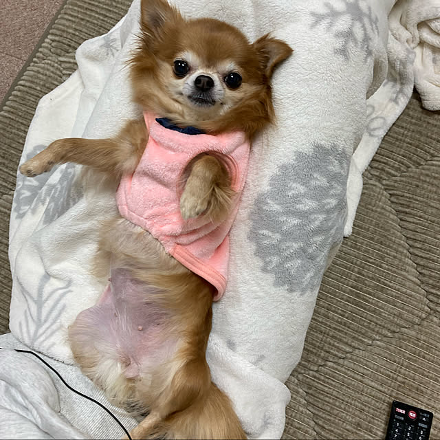 koroさんの実例写真