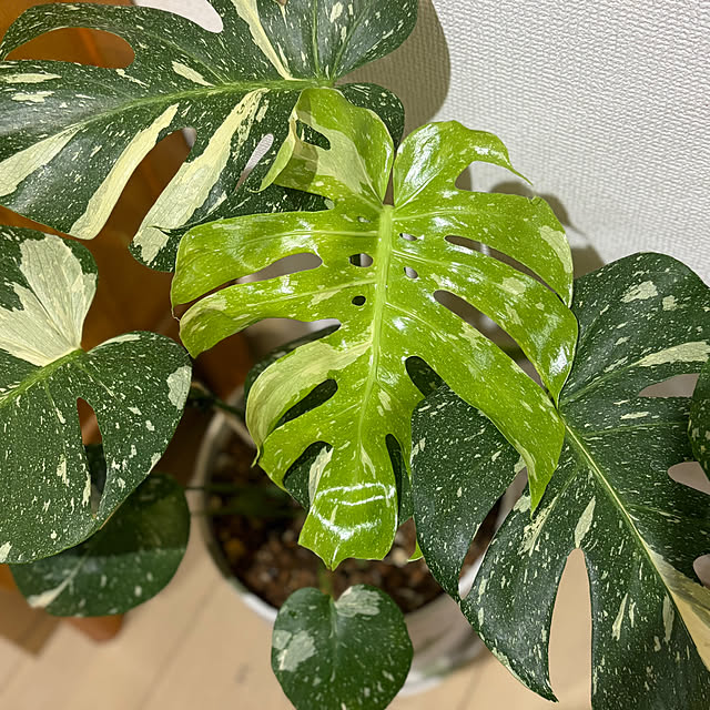 manchanさんの部屋