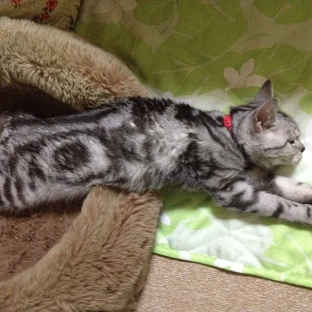 WIENERBOYSさんの実例写真
