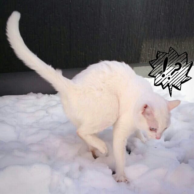 kikinanaさんの実例写真