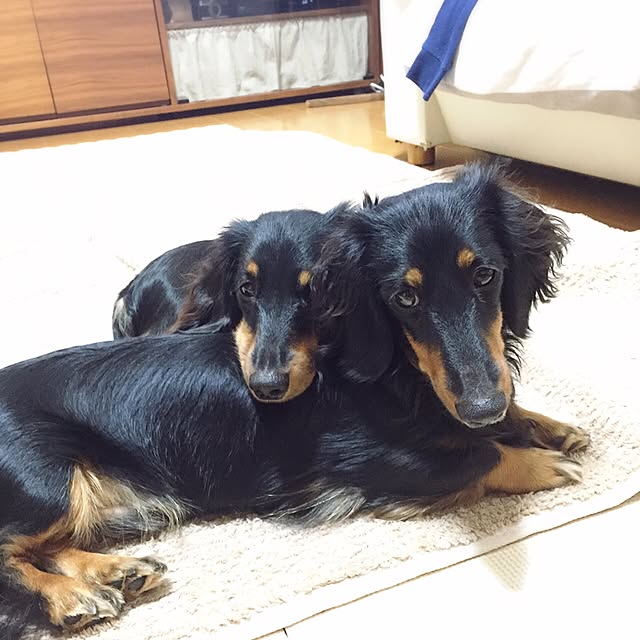 gabusakuさんの実例写真