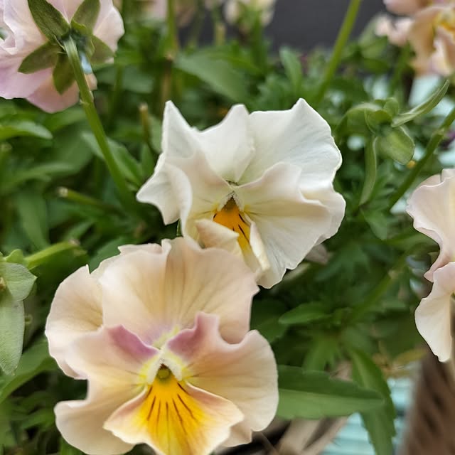 aoiroさんの部屋